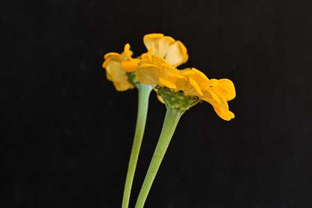 Yellow flower on a black background. Shallow depth of field.
