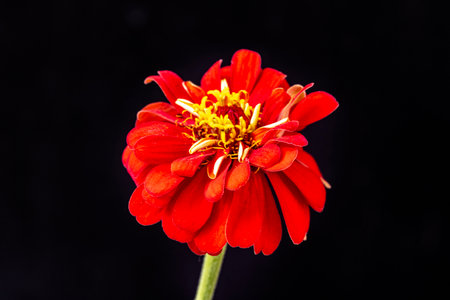 Red zinnia flower isolated on black background with clipping path.の写真素材