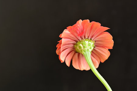 Gerbera flower isolated on black background with copy space for textの写真素材