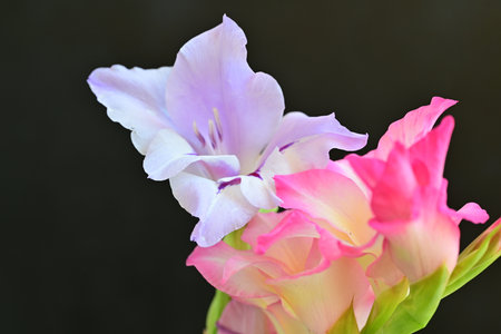 beautiful gladiolus on black background, closeup of photoの写真素材
