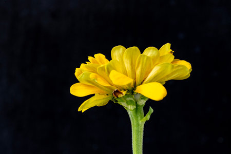 Yellow marigold flower on a black background, closeup.の写真素材