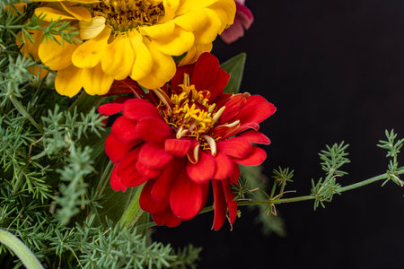 Bouquet of red and yellow flowers on a black background.の写真素材