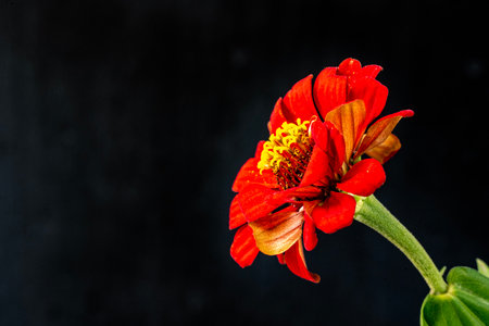 Zinnia flower on black background with copy space for text.の写真素材