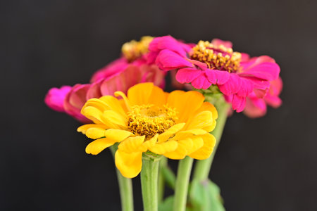 Zinnia flower on black background, closeup of colorful flowersの写真素材