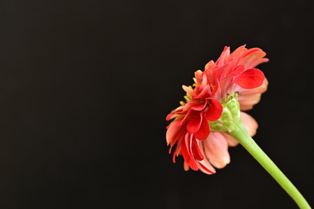 Zinnia flower isolated on black background with copy space for textの写真素材
