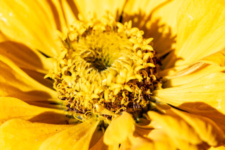 Zinnia flower in garden, Thailand. (Selective focus)の写真素材