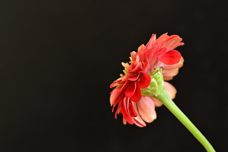 Red zinnia flower isolated on black background with copy space.の写真素材