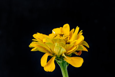 beautiful yellow zinnia flower on a black background close upの写真素材