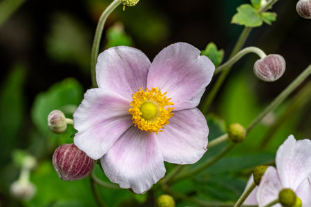 Japanese anemone (Anemone japonica) flowerの写真素材