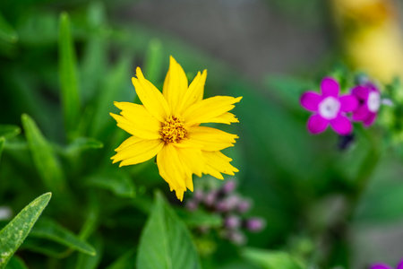 Yellow flower with purple and pink flowers in the garden. Selective focus.の写真素材