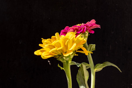 Zinnia flower isolated on black background, closeup of flowersの写真素材