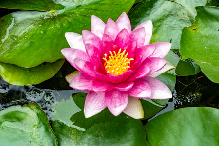 Pink lotus flower in the pond with green leaves on the backgroundの写真素材