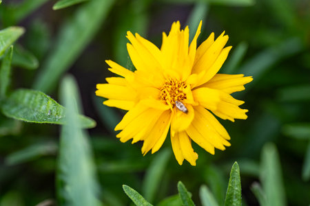 Beautiful yellow flower in the garden. Macro photo with shallow depth of fieldの写真素材