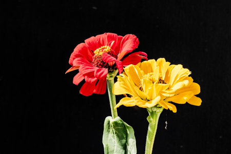 Zinnia flower isolated on black background. (Zinnia violacea Cav.)の写真素材