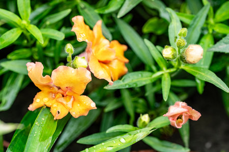 Close up of orange freesia flowers in the garden, Thailand.の写真素材