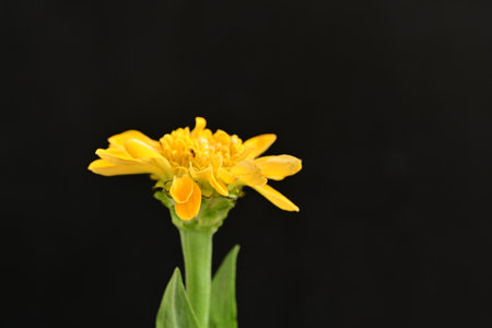 Marigold flower isolated on black background, closeup of photoの写真素材