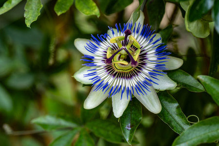 Passion fruit flower, Passiflora caeruleaの写真素材