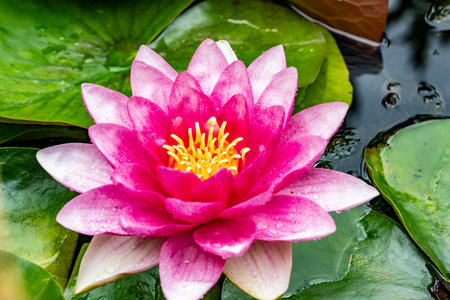 Beautiful pink water lily with green leaves in the pond.の写真素材
