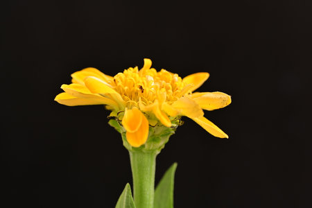 Close-up of a yellow flower on a black background. Macroの写真素材