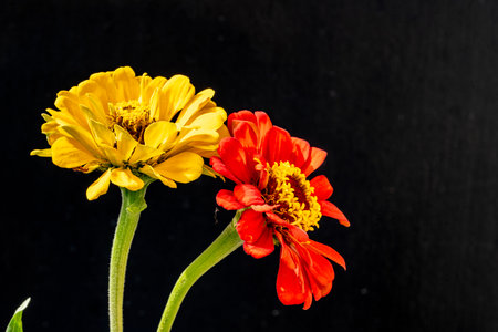 Zinnia flowers isolated on black background with copy space for textの写真素材