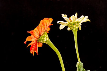 Zinnia flower isolated on black background. Zinnia elegansの写真素材