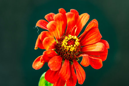 Red zinnia flower with water drops on petals on black backgroundの写真素材