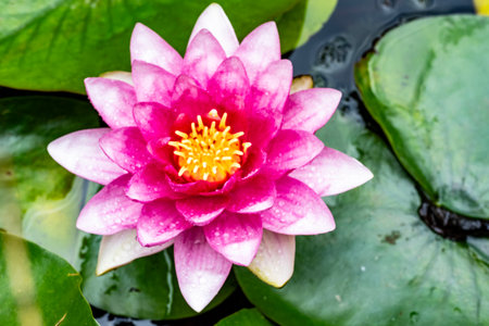 Pink lotus flower with green leaves in the pond, Thailand.の写真素材
