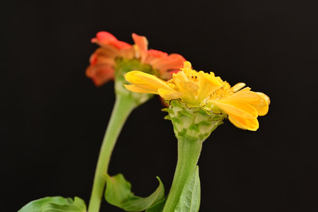 Zinnia flower isolated on black background. Zinnia elegansの写真素材