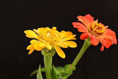 Zinnia flower on a black background, close up of flowersの写真素材