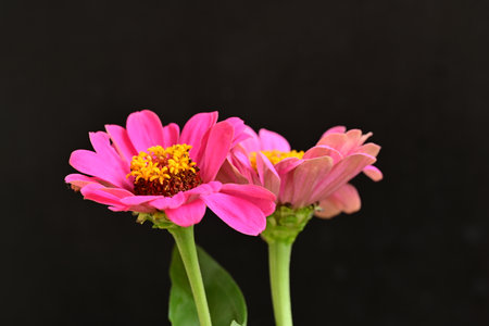 Pink zinnia flower isolated on black background.の写真素材