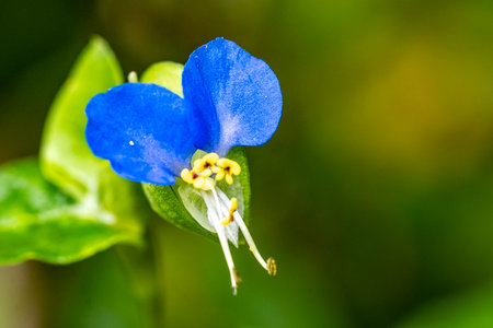 Close up of blue flower in nature, Thailand. Macro shot.の写真素材
