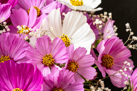 Bouquet of pink and white cosmos flowers on black background.