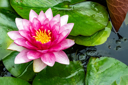 Pink lotus flower on the water in the pond with green leaves