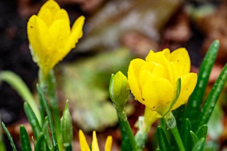 Yellow crocuses in the garden. Early spring. First flowers.の写真素材