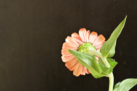 Zinnia flower isolated on black background with copy space for text
