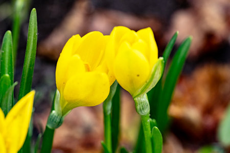 Close up of yellow crocuses blooming in the garden.