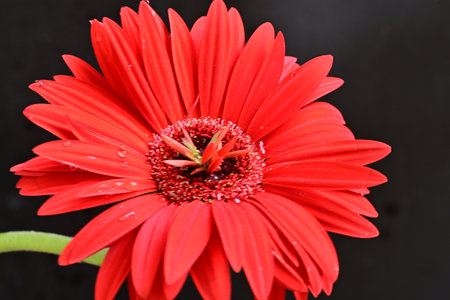Red gerbera flower with water droplets on petals.の写真素材