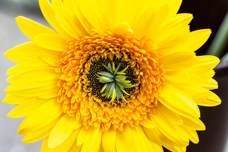 Close up of yellow gerbera flower in a pot, stock photo