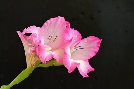 Beautiful gladiolus flower isolated on black background, closeupの写真素材