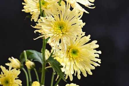 Yellow chrysanthemum flowers on a black background, close up
