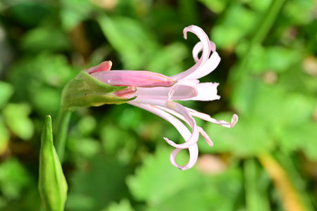 pink lily flower in the garden (Lilium purpureum)