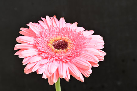 Pink gerbera flower isolated on black background. Close up.