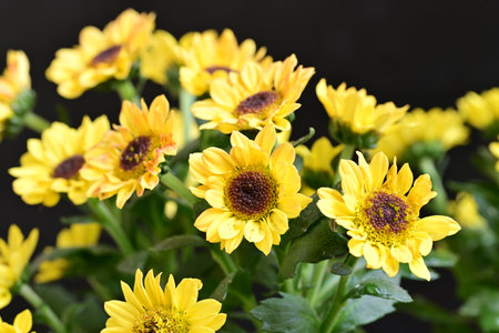 Beautiful yellow chrysanthemum flowers on a black background