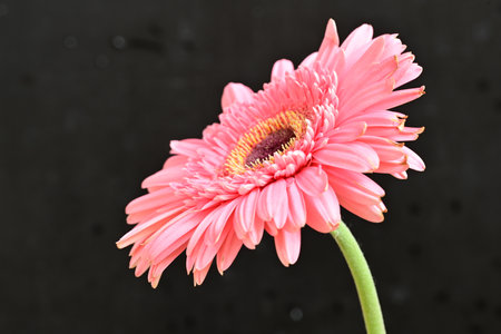 Pink gerbera flower isolated on black background with clipping path.の写真素材