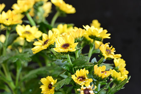 Yellow chrysanthemum flowers on black background, closeup