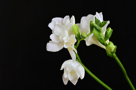 White freesia flowers on black background, closeup of photo