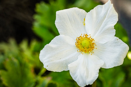 White flower of anemone (Anemone anemone)の写真素材