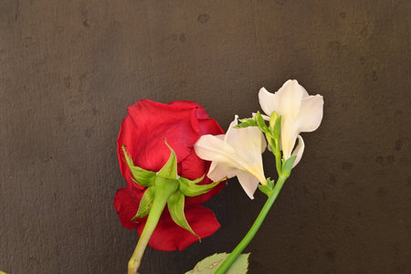 red rose and white freesia flower on black background, valentine dayの写真素材