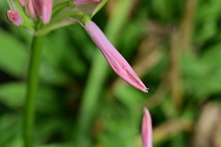 Close up of pink lily flower with green leaves background, natureの写真素材