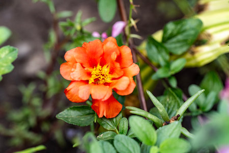 Orange flower in the garden. Selective focus with shallow depth of field.の写真素材